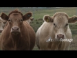 Cows 9 1649